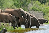 A group of African elephants drink at a river in South Africa.