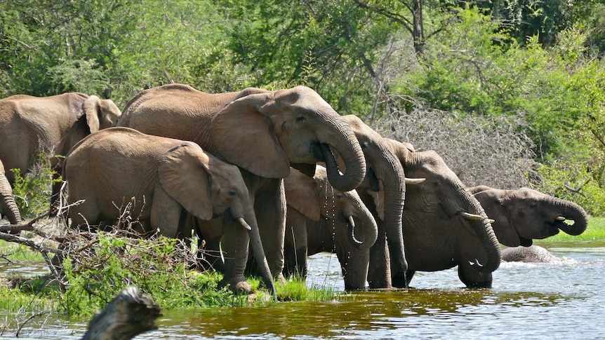 A group of African elephants drink at a river in South Africa.