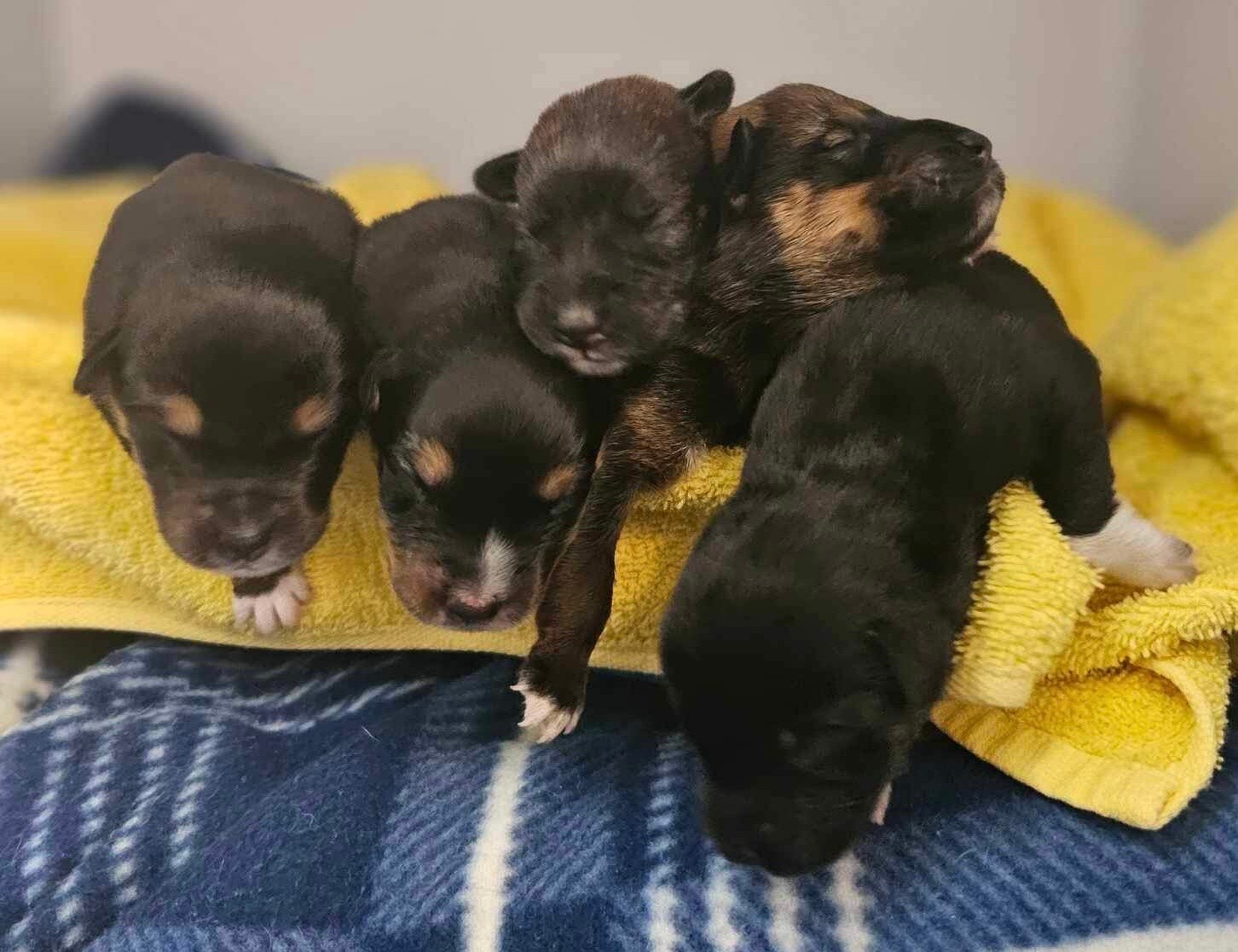 Puppies Found Dumped In Victorian Bushland Recover At Bendigo Animal ...