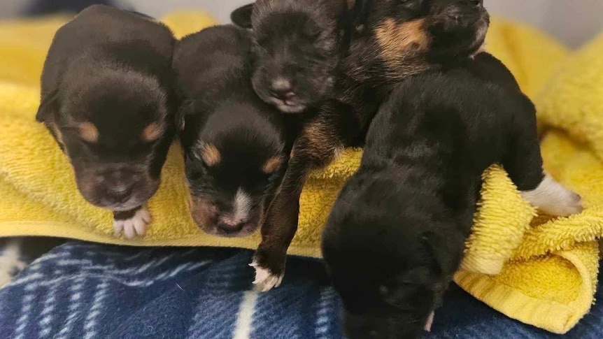 five puppies lay on a towel