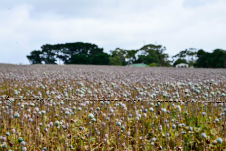 Barbed wire fence for poppy field