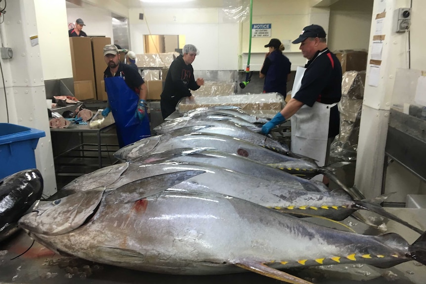Tuna production line