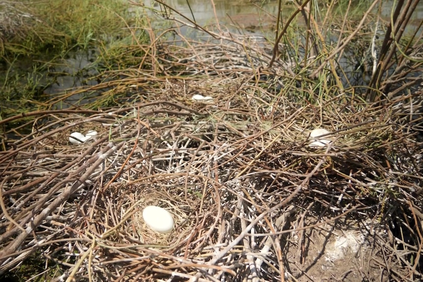 Eggs lying in birds nests