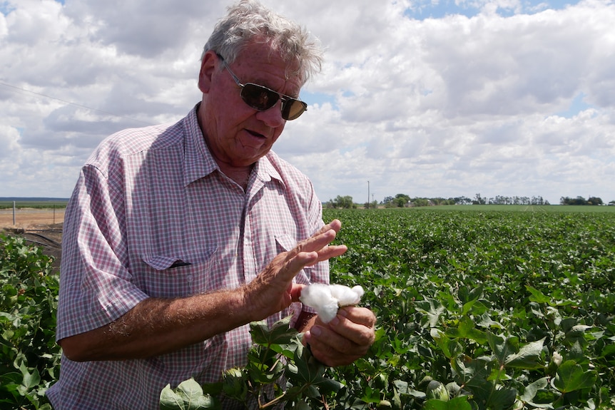 An elderly man with grey hair stands in a green cotton crop and looks at a bud of cotton in his hand.