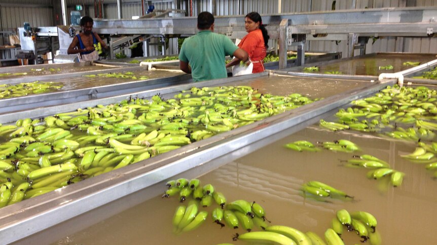Hope Vale workers are excited to see the expansion of their banana joint venture.