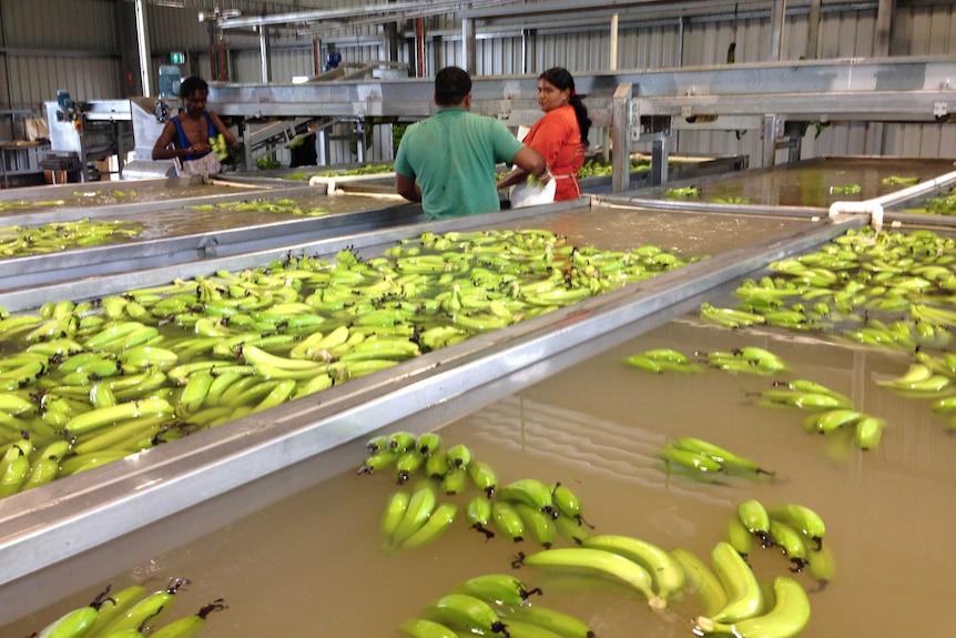 Hope Vale workers are excited to see the expansion of their banana joint venture.