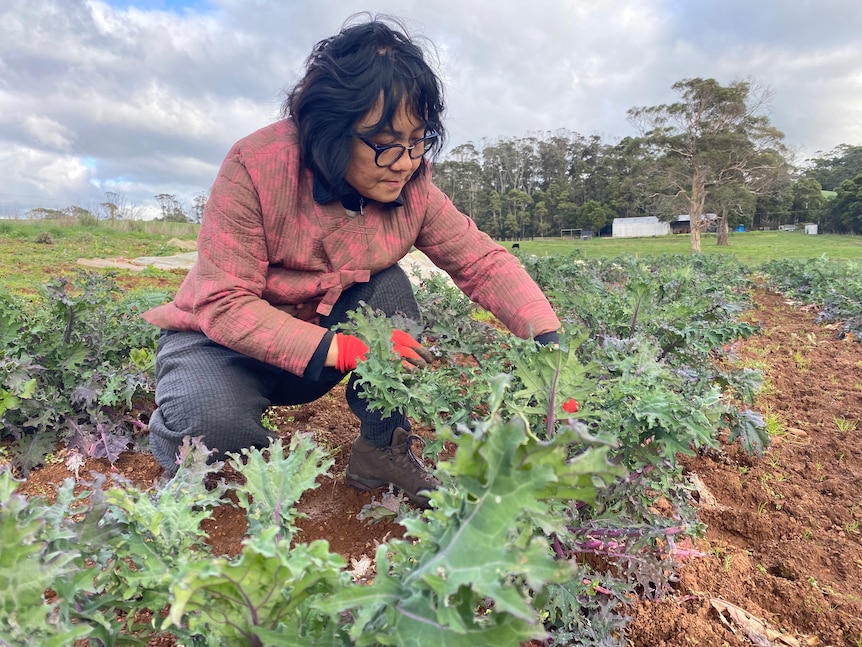 A woman checking on kale plants in a paddock.