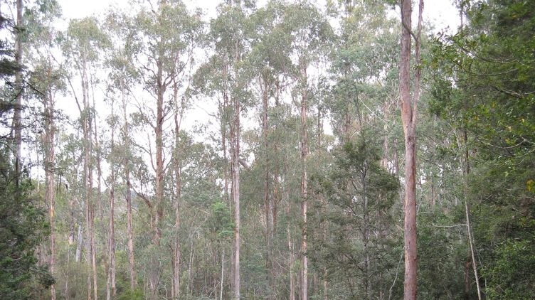 Forestry Tasmania says dropping the charges is an act of goodwill.