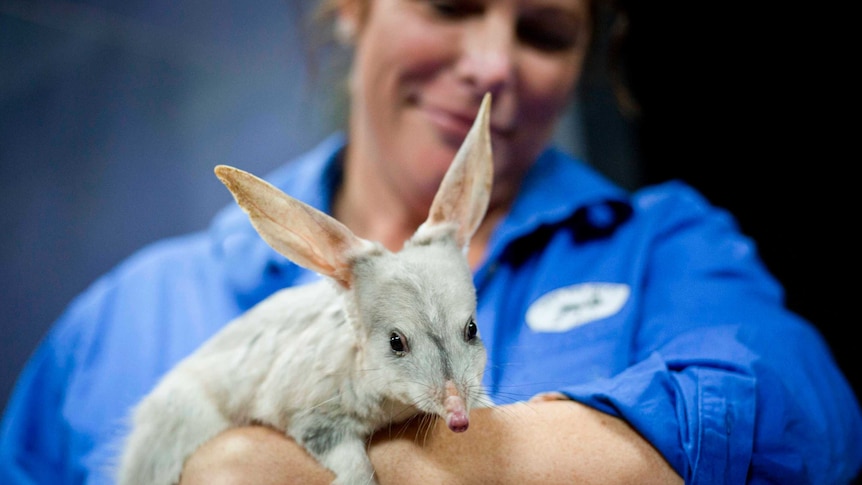 Kat Lutz, manager of the Charleville Bilby Experience, holds a bilby that's about to meet a group of tourists.