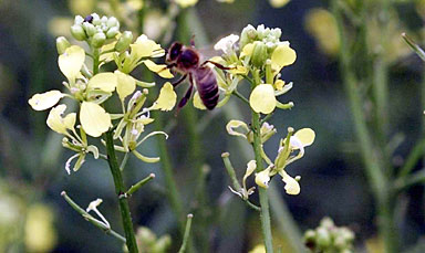 Why honey bees are the original bomb