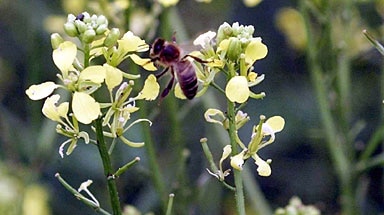 A bee alights on a flower