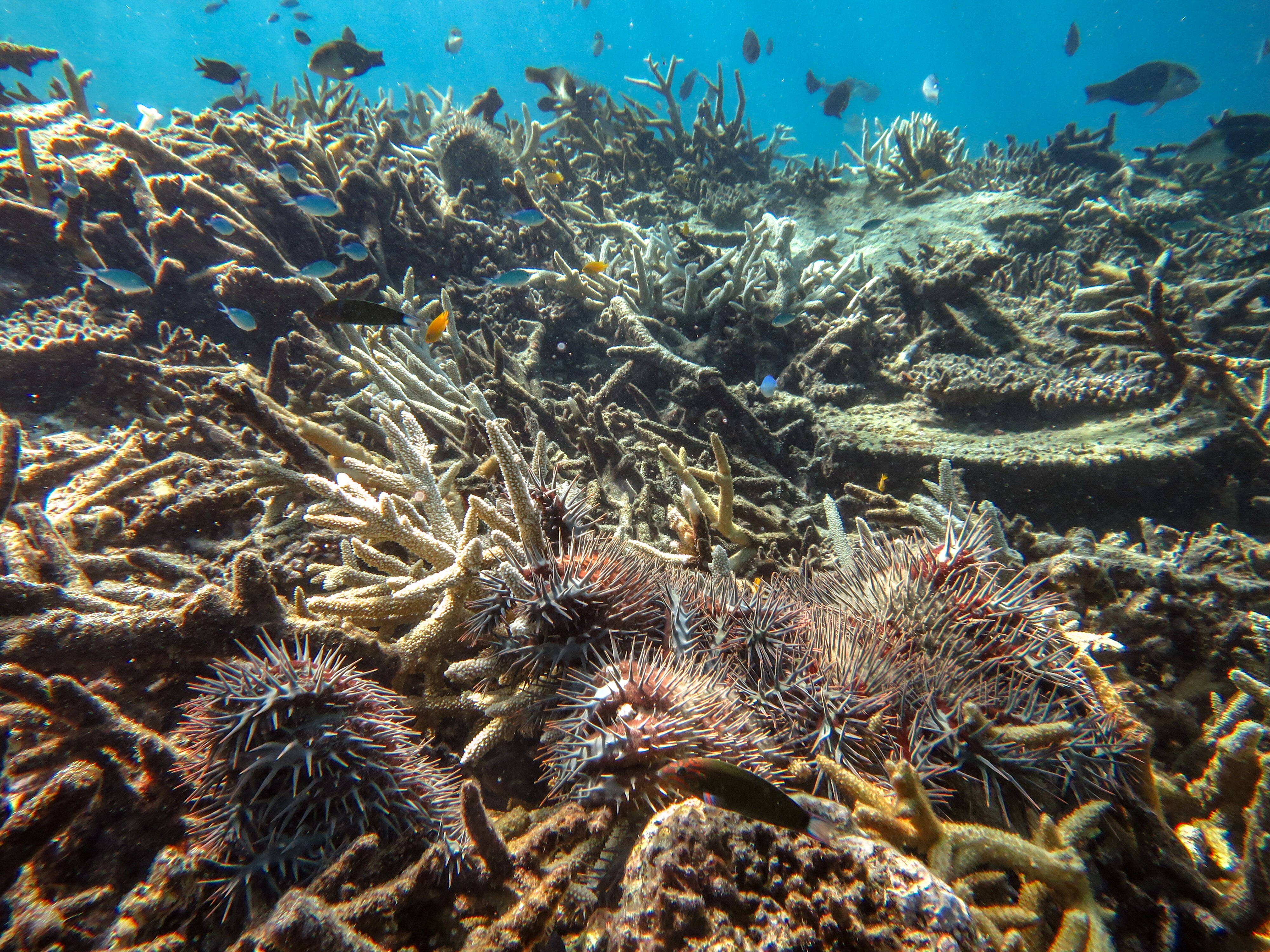 Some thick, spiky red crown-of-thorns starfish are seen crawling around branches of white coral.