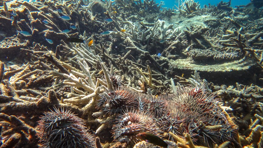 Some thick, spiky red crown-of-thorns starfish are seen crawling around branches of white coral.