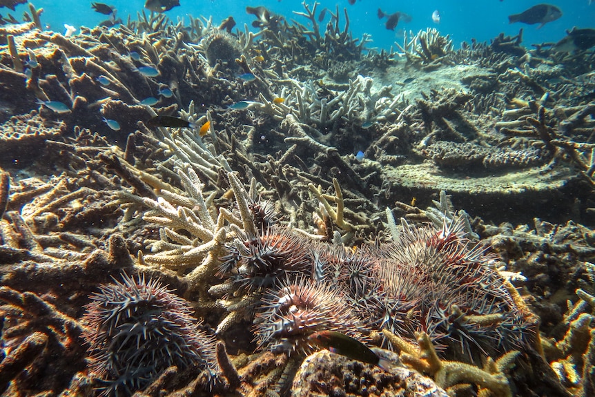 Some thick, spiky red crown-of-thorns starfish are seen crawling around branches of white coral.