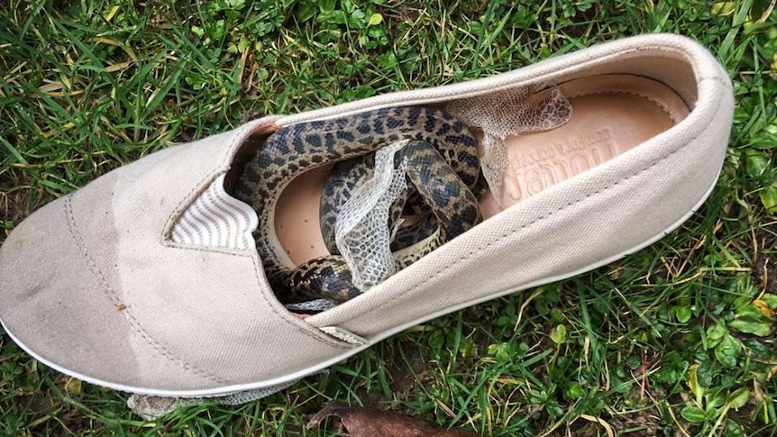 Snake in a shoe.