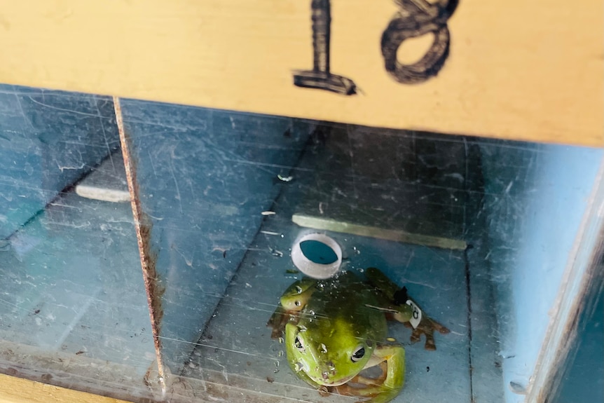 A frog sitting in a glass box.