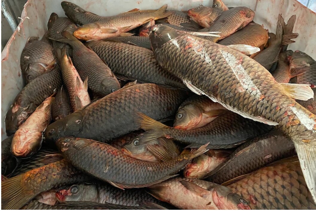 Jual Ikan Asin Siting Terlengkap Lazada Co Id
