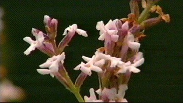 Lemon Verbena