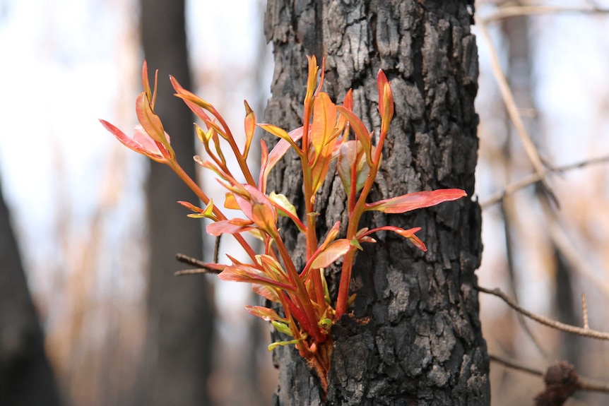 Flame orange new growth sprouts from a scorched tree