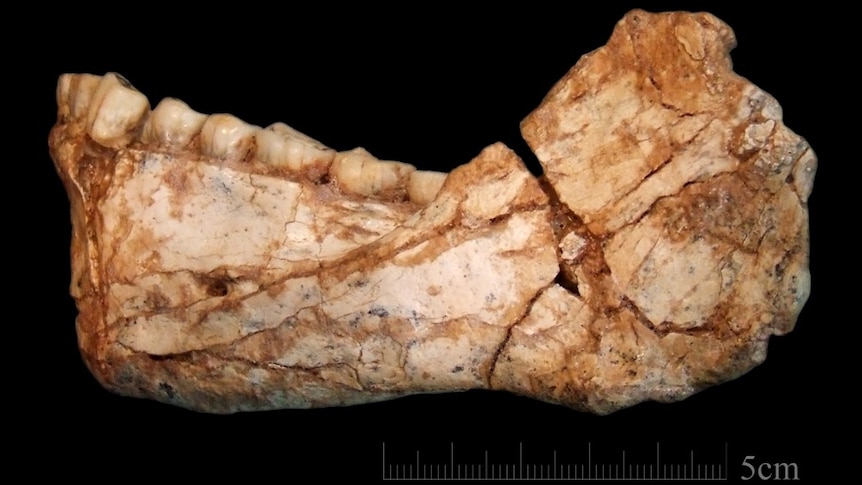 Fossil jaw bone from early Homo sapien