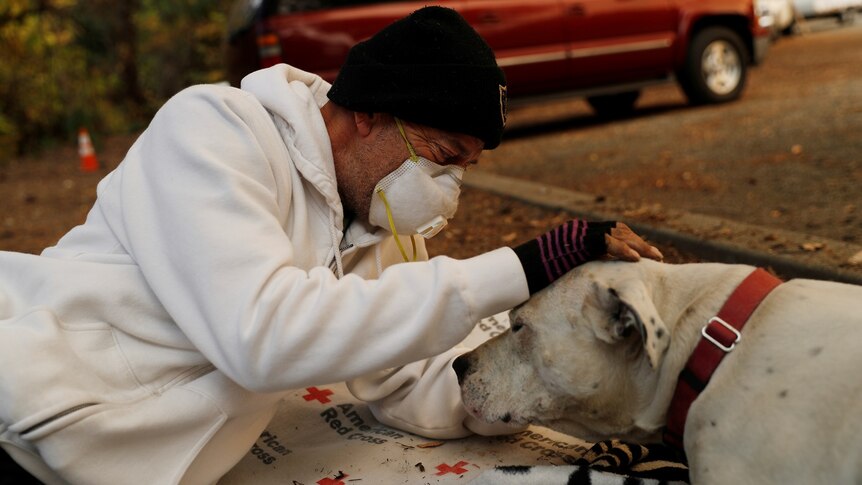 A man in a face mask lies on the ground on a covering marked "Red Cross", patting a large white dog
