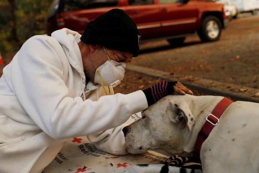 A man in a face mask lies on the ground on a covering marked "Red Cross", patting a large white dog