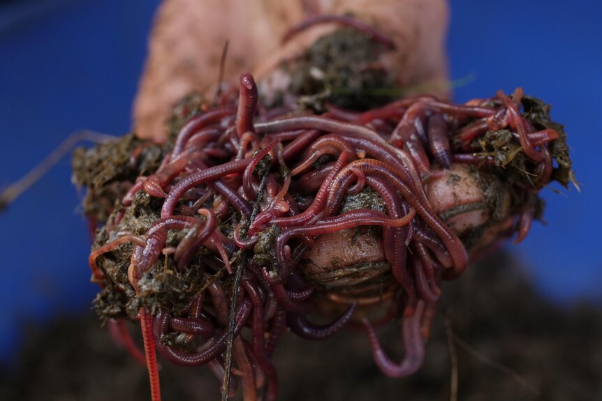 Close up of a handful of pinky-brown compost worms writhing around