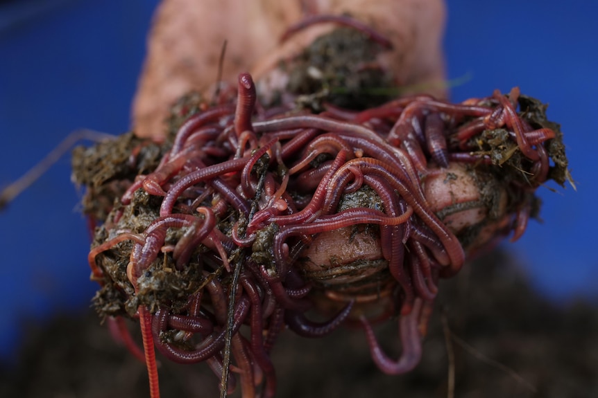 Close up of a handful of pinky-brown compost worms writhing around