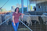 A woman leans on the fence of a pen full of sheep.