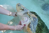 Close up of sea turtle in large water tank with one missing flipper.