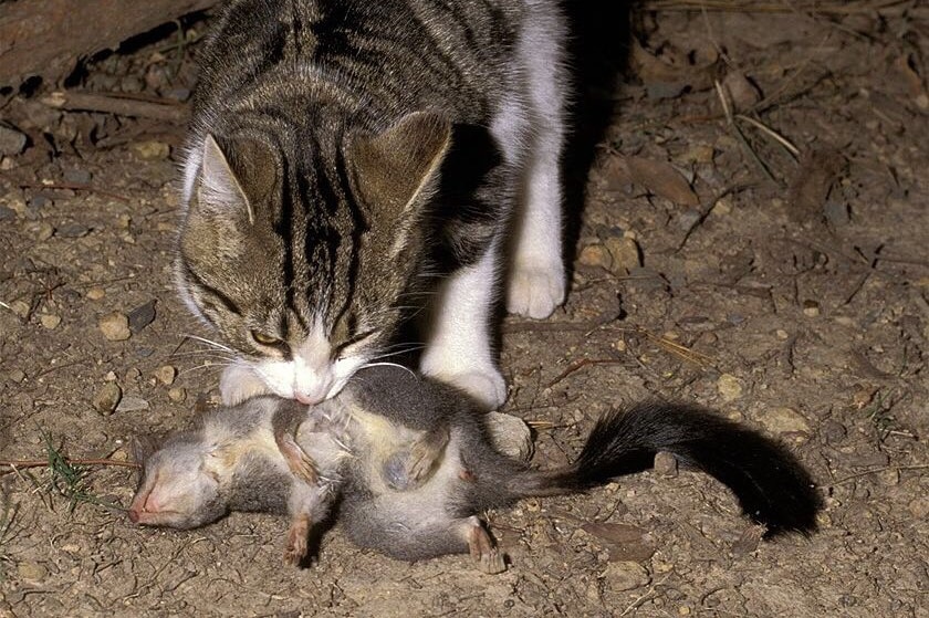 A cat with a small dead animal in its mouth.