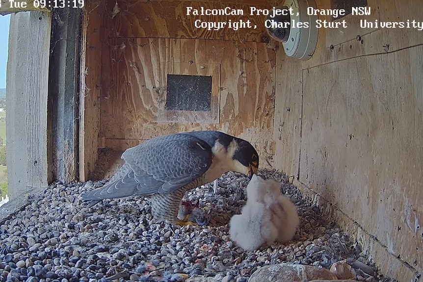 A peregrine falcon in a nest box feeds her two fluffy white chicks.