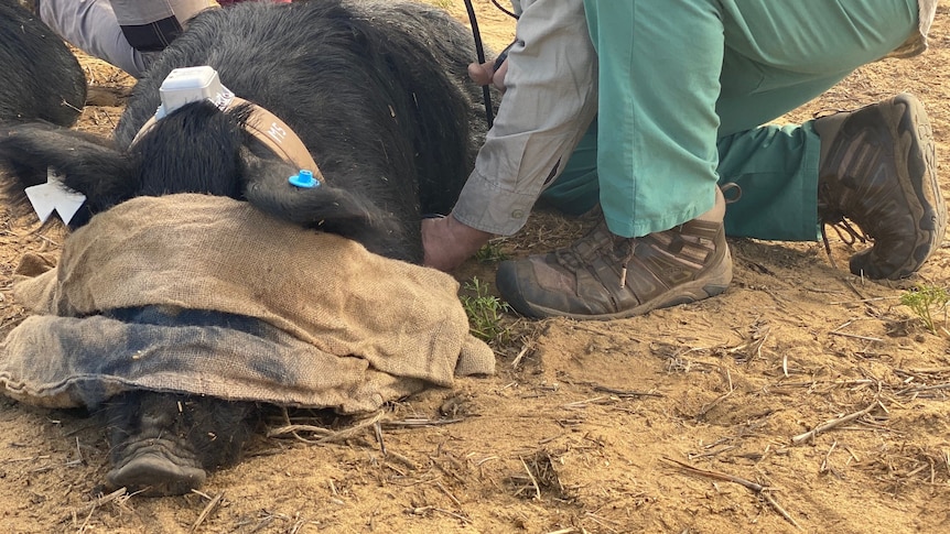 Pigs have been fitted with tracking collars to learn more about their movements. 