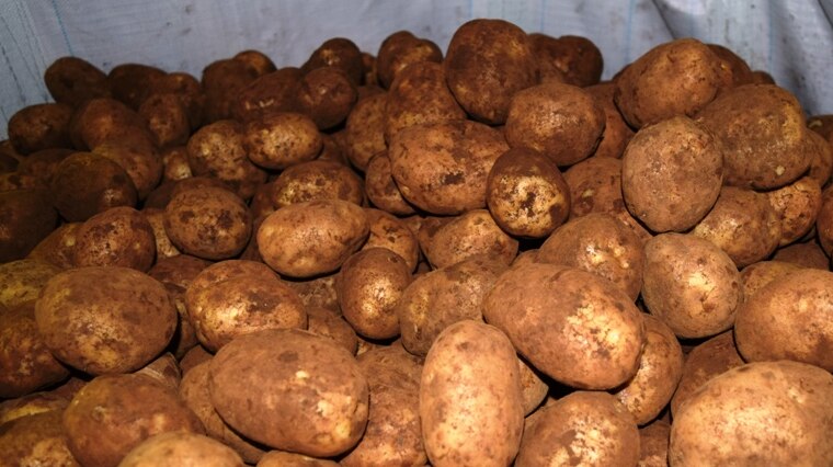 Grim outlook for WA potato industry