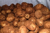 Grim outlook for WA potato industry