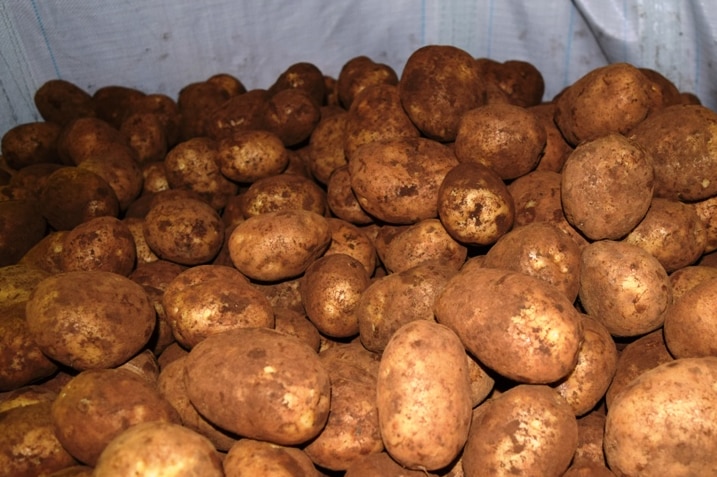 Thorpdale potatoes, recently harvested and graded.