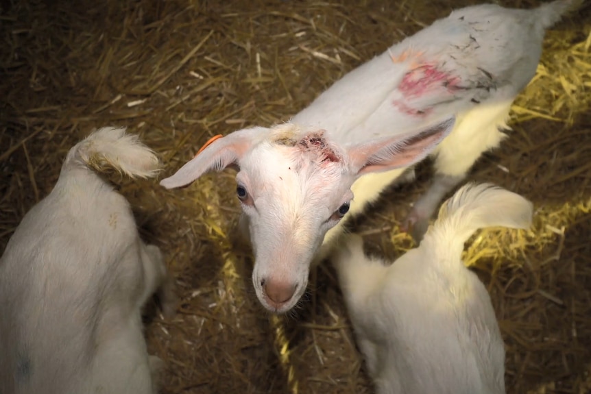 A young goat with its horns recently removed looks up at a camera inside a pen