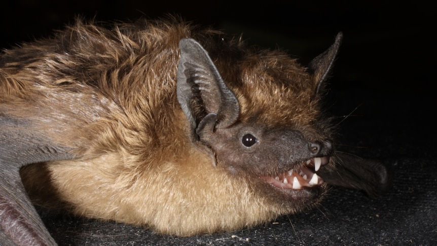 A close up of a brown bat