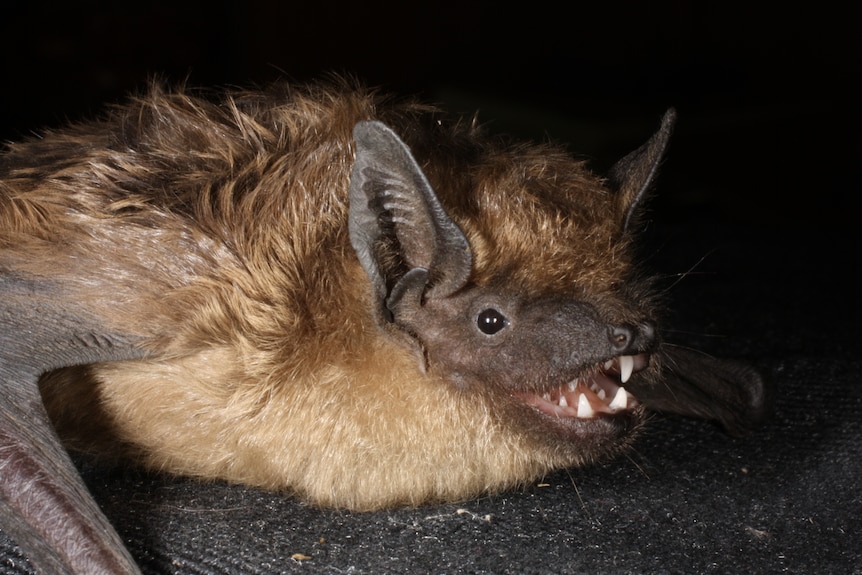 A close up of a brown bat