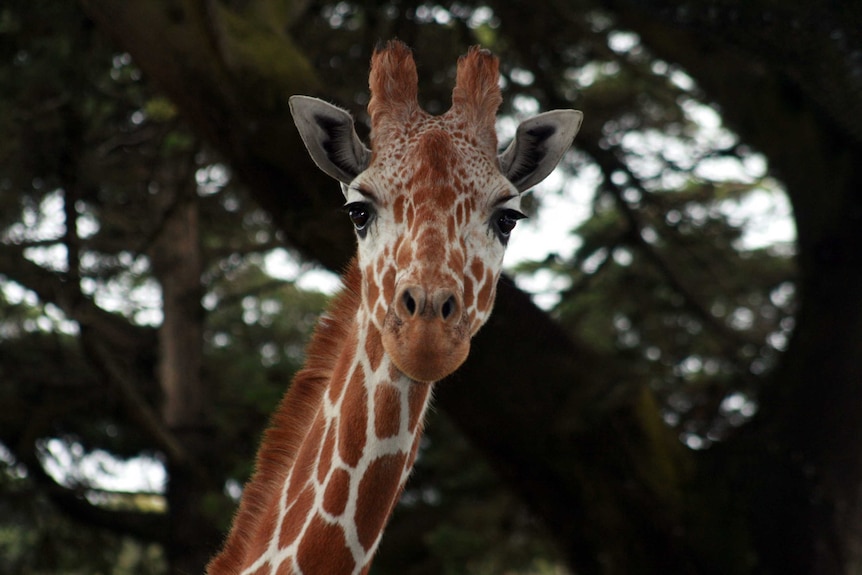 Giraffe study