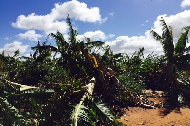 Carnarvon banana crop damaged