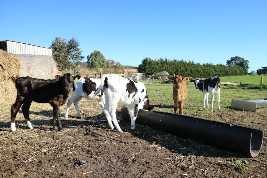 Dairy calves on Mr Ferguson's farm