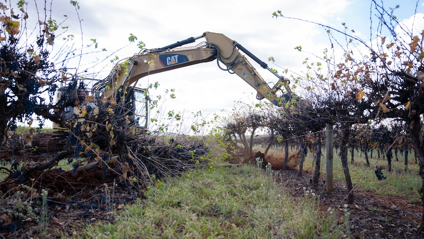 A bulldozer rips up rows of vines.