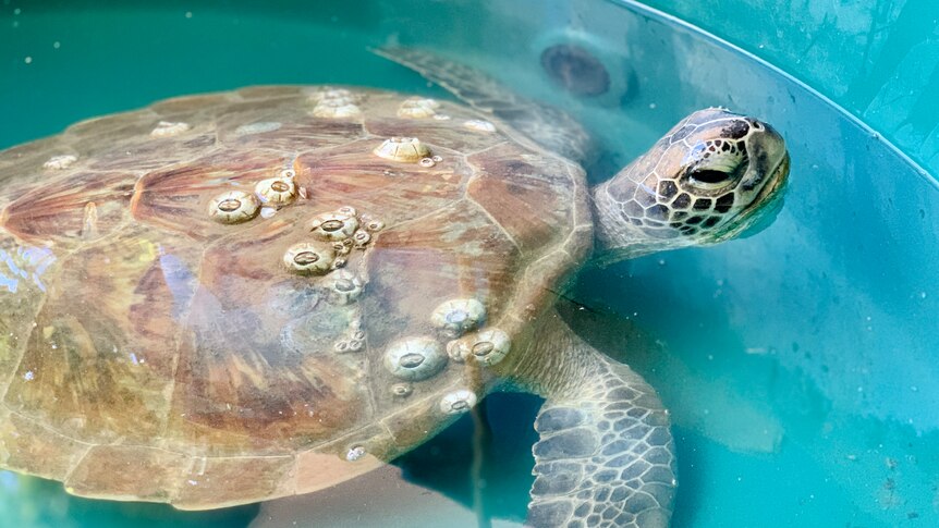 A large light brown turtle pokes its head out of the water in a tank