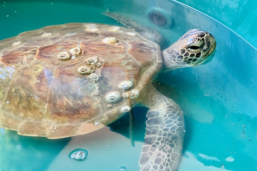 A large light brown turtle pokes its head out of the water in a tank
