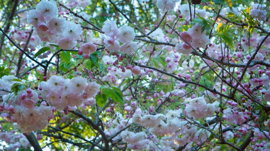 Cherry blossom Burnie
