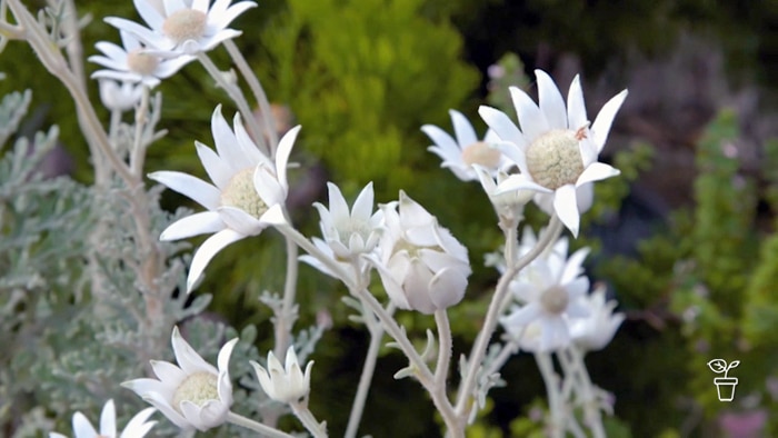 White Flannel flowers growing in a garden