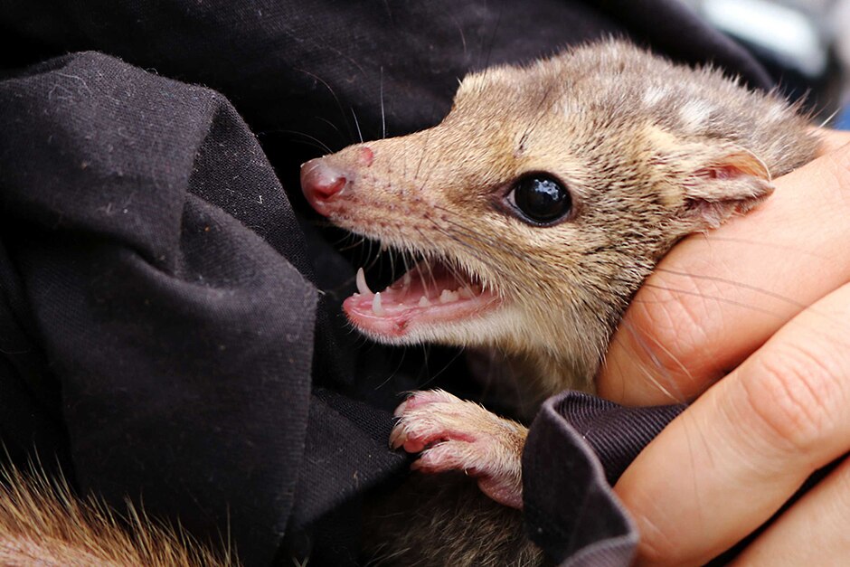 A northern quoll leaps from a cloth bag being held by volunteer Viki Cramer.