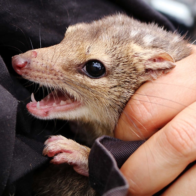 Small marsupial bares teeth