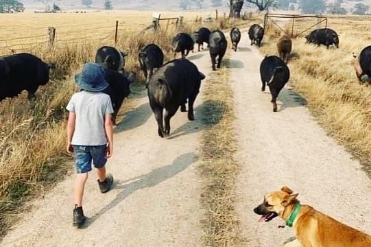 A child is walking up a farm path with about 10 pigs and a dog walking with him.